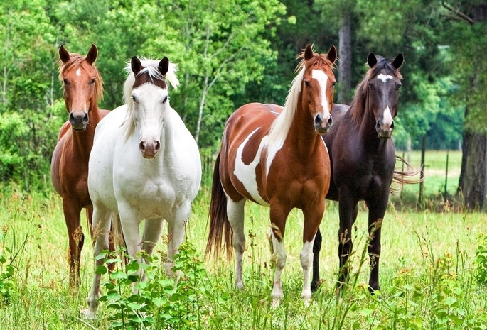 красивые, кони, Лошади, лошадь, жеребец, жеребцы