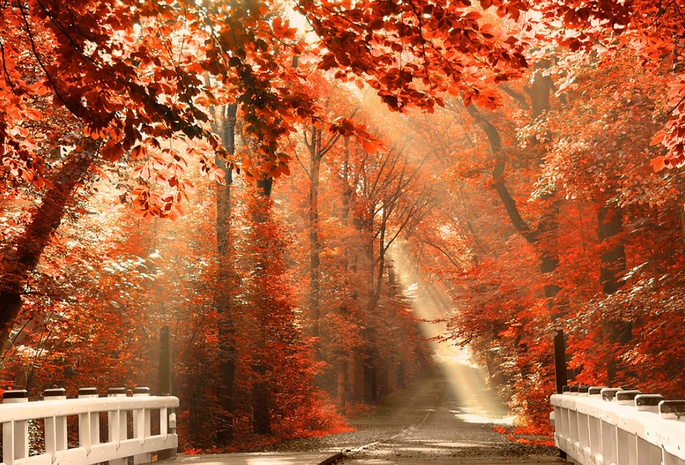 туманка, свет, природа, лучи, Лес, дорога, листья, осень