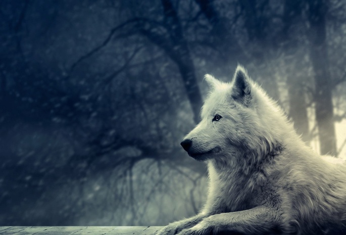 лес, Волк, снег, белый