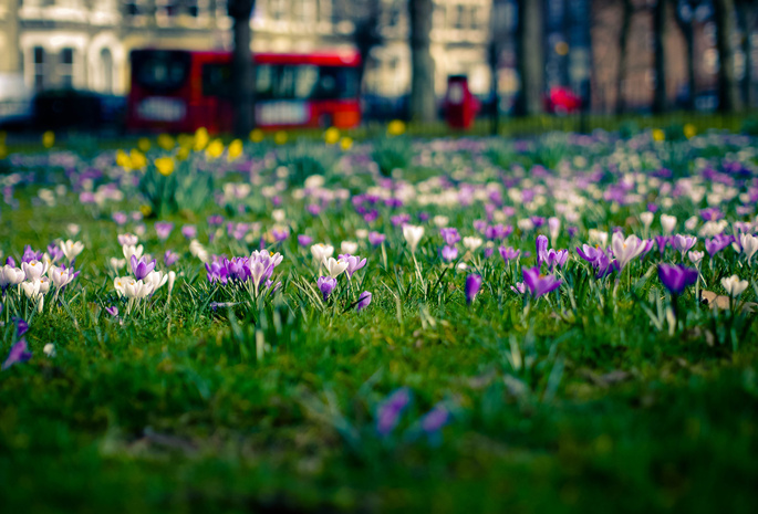 крокусы, лондон, Цветы, весна, город, поляна
