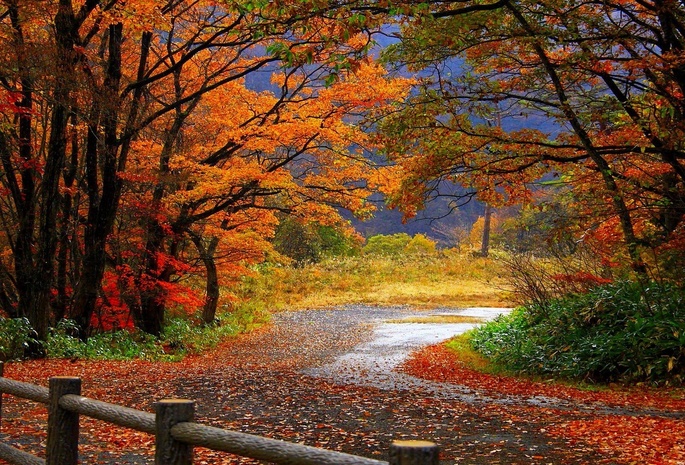 забор, листья, лес, ограда, дорога, Осень, деревья