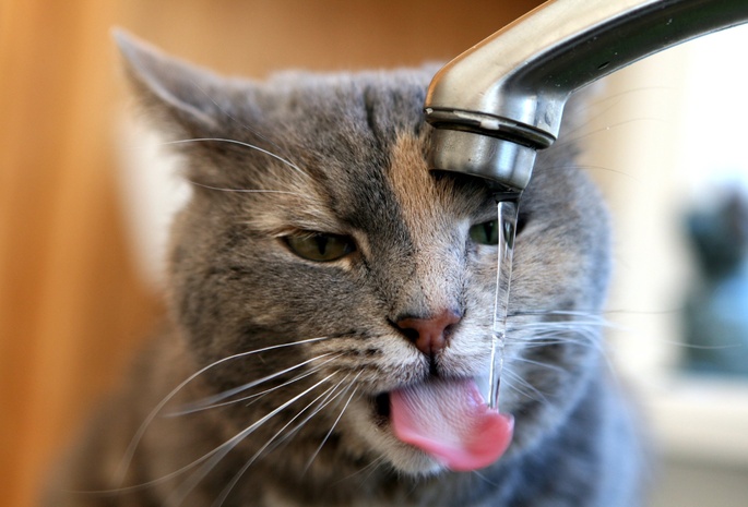 кот утоляет жажду, Кран, льётся вода