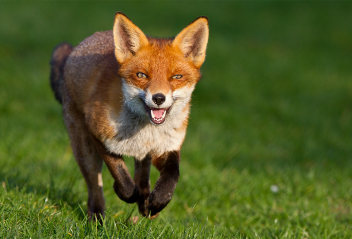 лиса, Fox, взгляд, хитрый, рыжая, мордочка, лисица, бежит