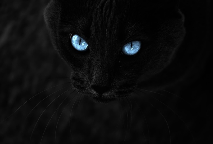 черный, взгляд, Кот