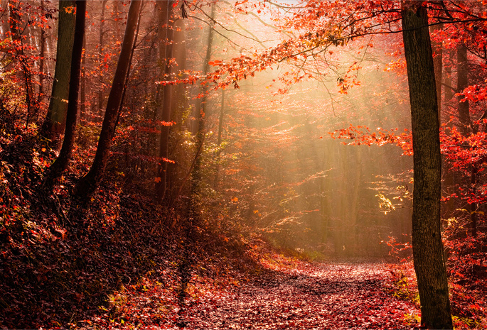 осень, свет, лес, Природа