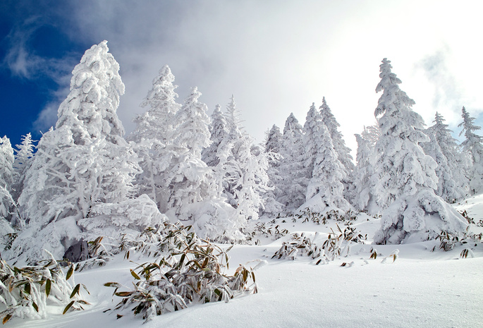 зима, снег, небо, лес, Природа