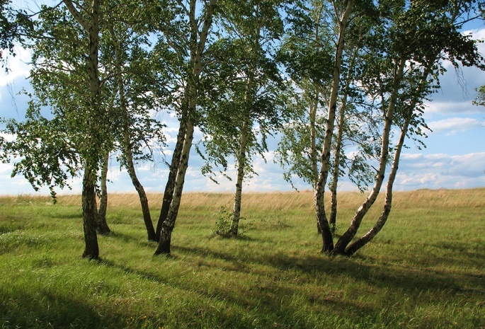 лето, колка, береза, луг, трава, поляна, зелено, красиво, пейзаж, константиновка