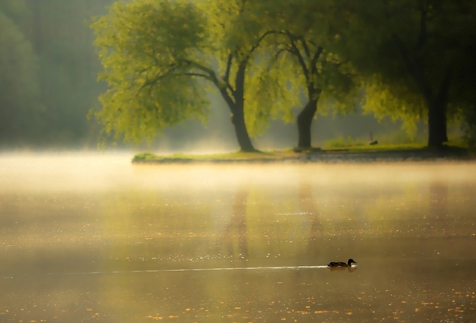 река, Утро, туман, утка