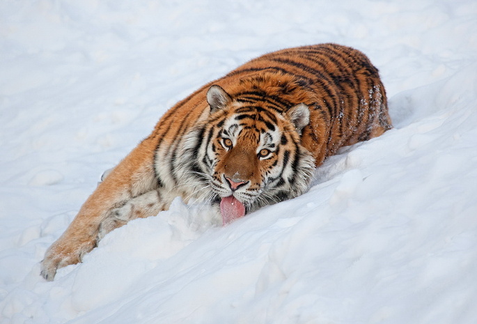 язык, Тигр, снег, взгляд, лежит, смотрит, полосатый