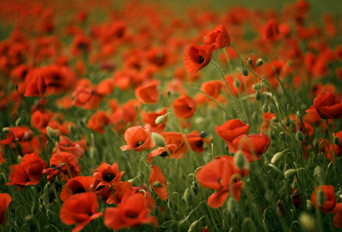 poppy, field, red, Маки, размытость, поле, красные, poppies