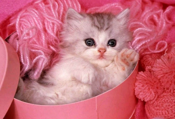 котенок, лапочка, коробок, нитки, розовый
