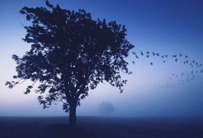 Дерево, птицы, туман