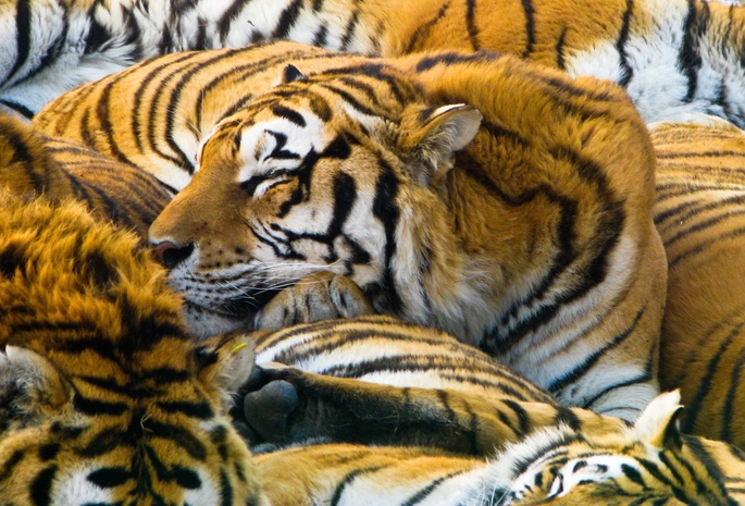 Тигры, хищники, predators, cats, tigers, 1920x1200, кошки