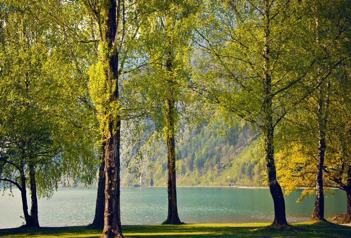 деревья, весна, озеро, природа, Швейцария, березы