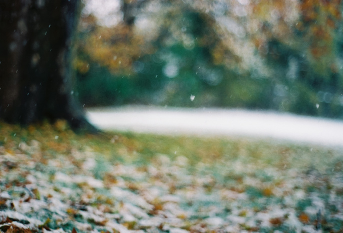 снежинки, первый снег, листья, Дерево, поздняя осень