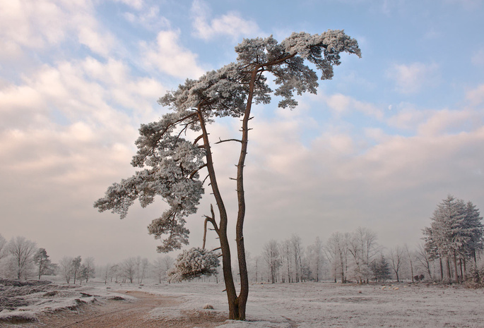 Природа, зима, дерево, снег, пейзаж, wallpapers, обои, холод