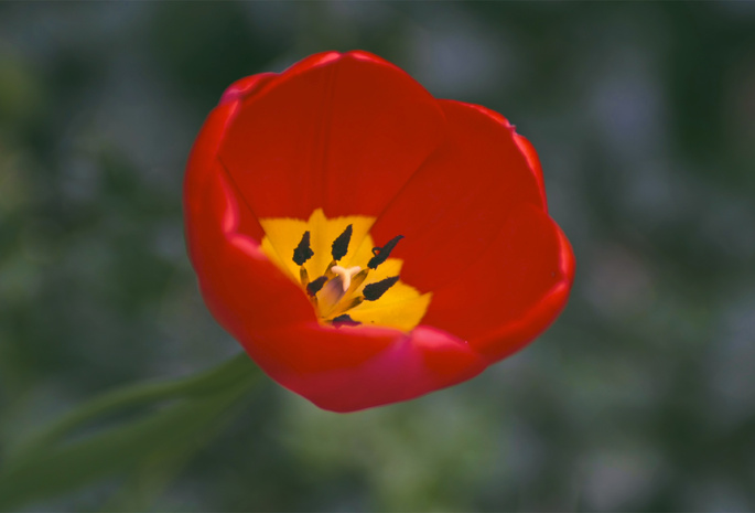 тюльпан, желтый, petals, yellow, one, лепестки, red, Tulip, красный