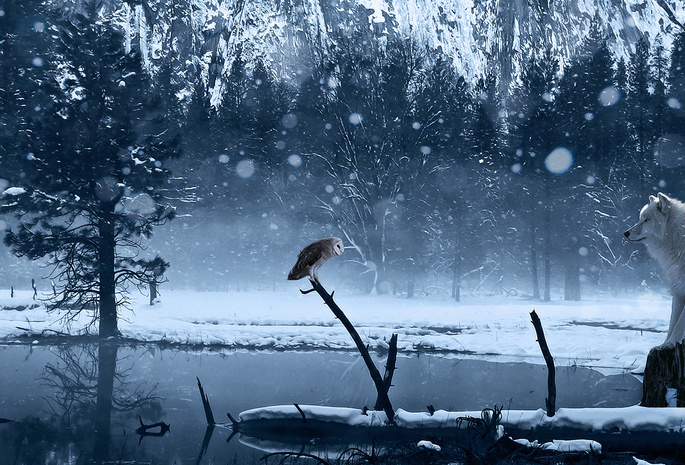 зима, озеро, волк, снег, сова, Арт