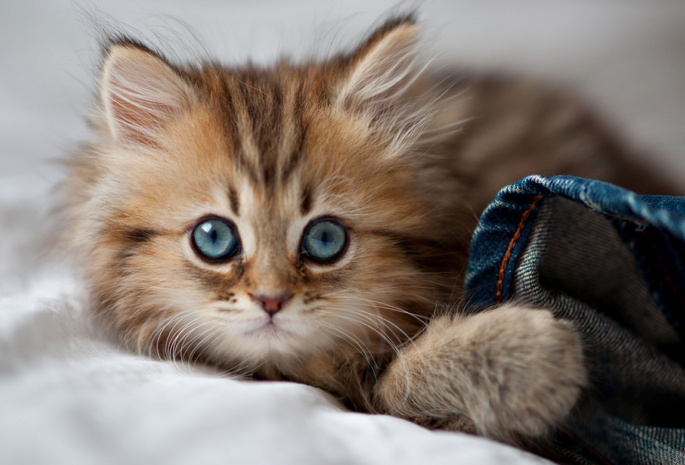 paws, cute, kitty, глаза, кошка, Cat, eyes, blue eyes