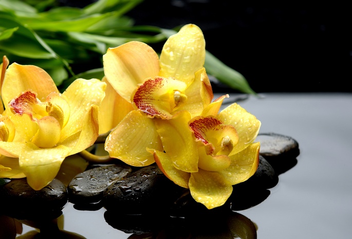 Орхидеи, orchids, черные, капли, макро, желтые, камни