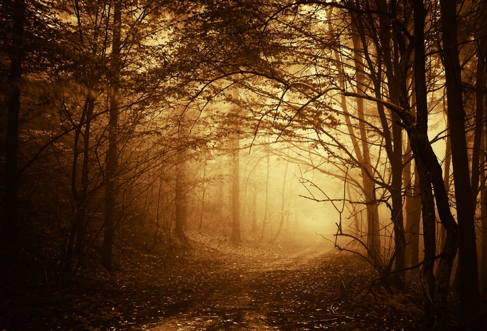 осень, дорога, деревья, ветки, туман, Лес, тропинка