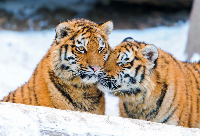 пара, Тигр, ласка, снег, тигрята, зима