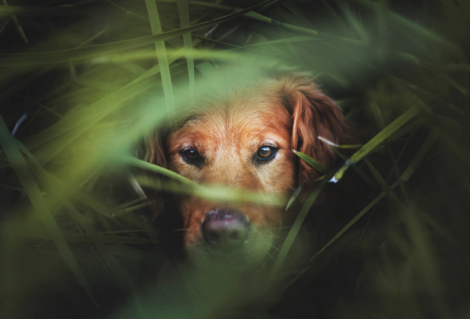 Собака, в траве, золотистый ретривер, пес