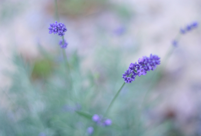 лаванда, размытость, сиреневые, поле, Lavender, цветы, макро