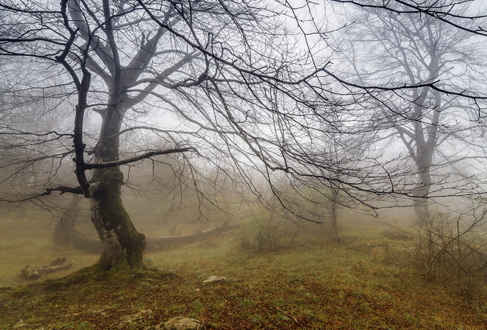 туман, природа, Дерево, пейзаж
