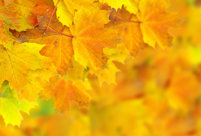Листья, боке, осень