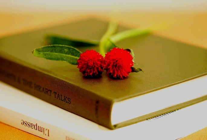 Макро, книги, цветок. красный, цветы, лепестки, книга