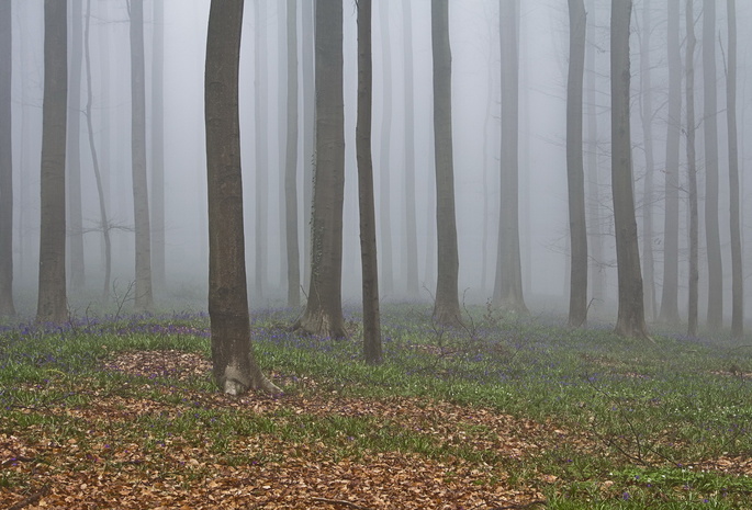 деревья, Лес, природа, туман