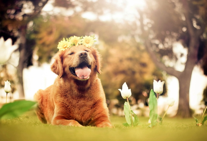 цветы, друг, свет, Собака