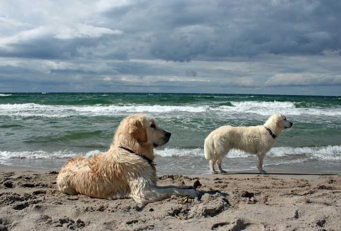 море, фон, Собаки