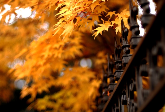 осень, листья, nature, autumn, решетка, leaves, Природа, ограда