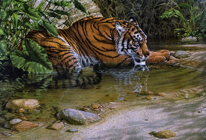 lee kromschroeder, tiger, thirsty, painting, jungle, beast of prey, stream, Tiger river, cat