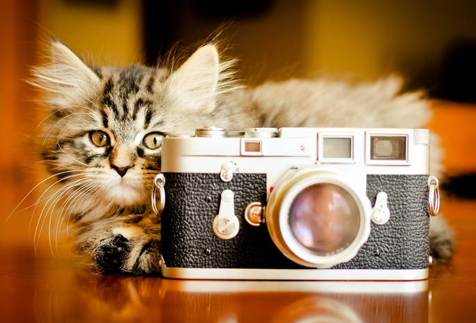 фотоаппарат, фон, Кошка