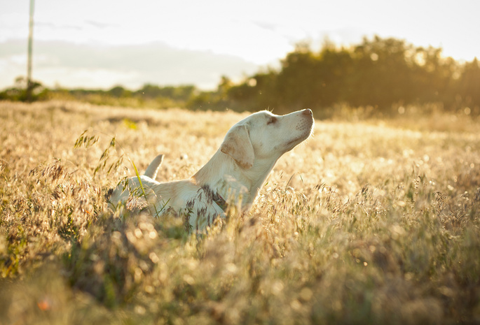 Собака, настроение, трава сухая, поле