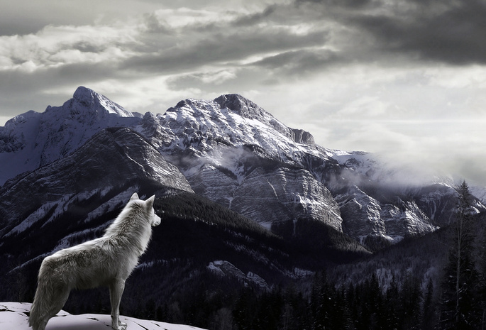 Волк, туман, снег, горы