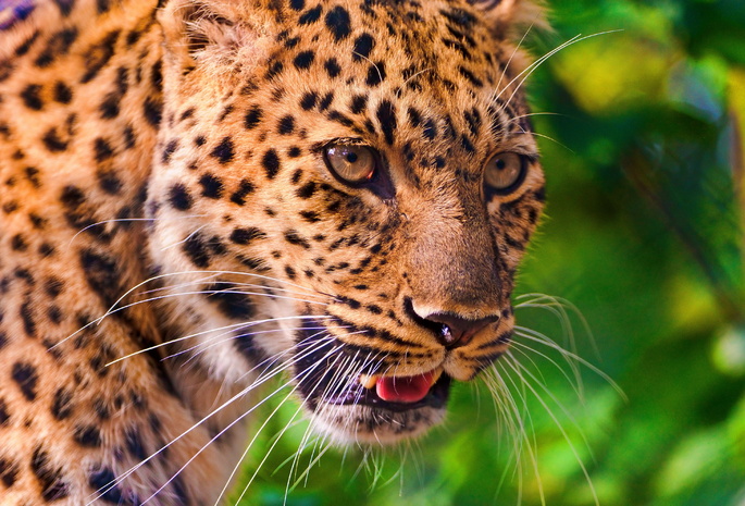 leopard, профиль, взгляд, Леопард, морда, усы, panthera pardus