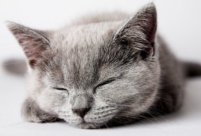 кошка, серый, cat, спит, Кот, котенок, kitten