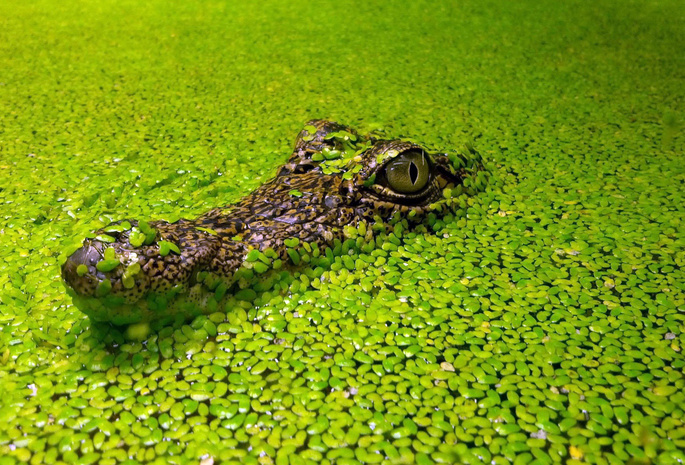 водоём, ряска, Зелёный, водоросли, фон, крокодил