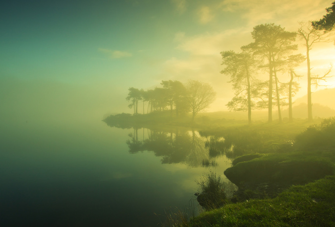 туман, трава, берег, деревья, Озеро, утро, солнце