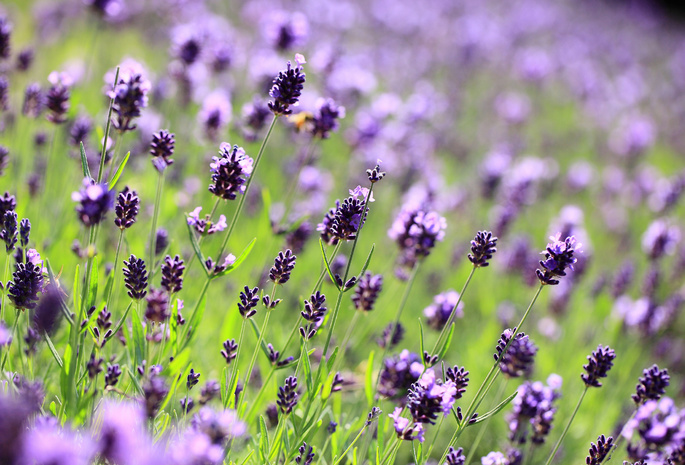 сиреневые, поле, цветы, Lavender, фиолетовые, лаванда