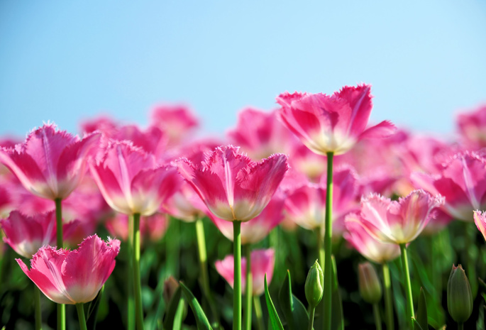 Тюльпаны, розовый, весна
