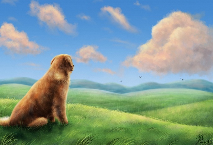 облака, холмы, трава, птицы, поле, собака, Арт, ветер