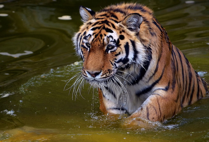 panthera tigris, вода, взгляд, Тигр, хищник, усы, tiger, морда