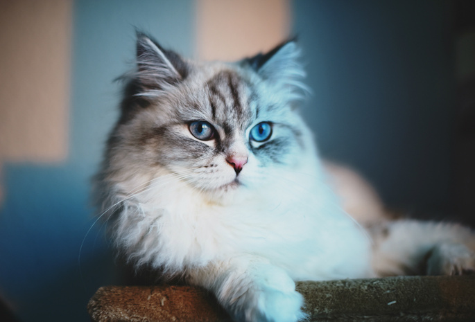 blue eyes, взгляд, Кот, cat, голубые глаза