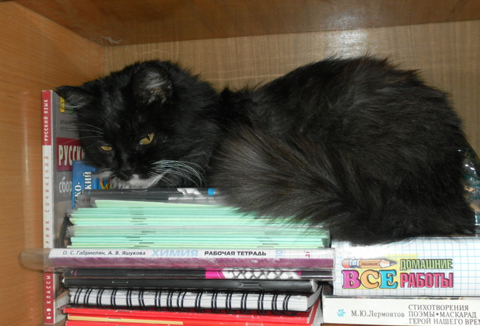 кошка, лежит, полка, учебники, тетради, взгляд, глаза, зеленые