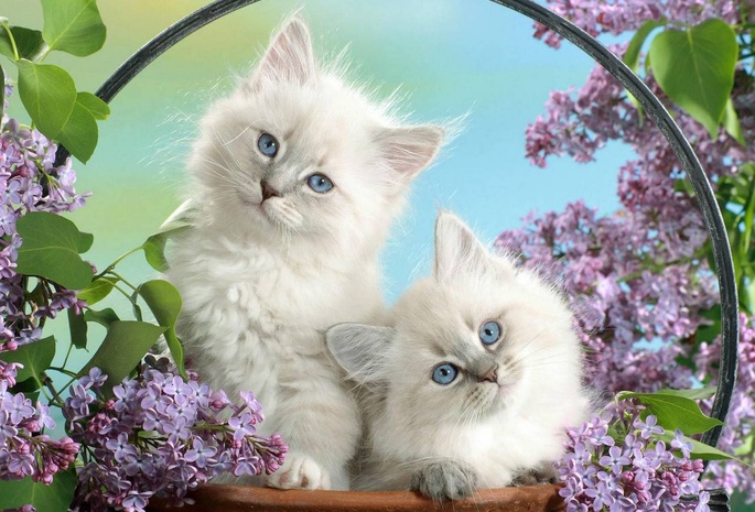 котята, глаза, голубые, сирень, цветы, корзинка, сидят